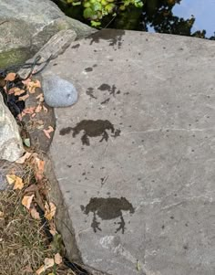 the rocks are next to each other on the water's edge, and there is an animal paw print in the rock