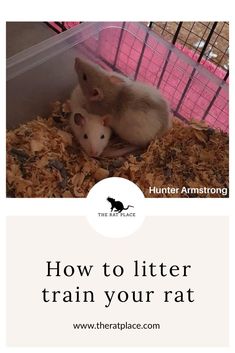 an animal in a cage with the words how to litter train your rat on it