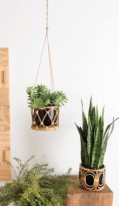 two plants in hanging baskets next to each other on a wooden table with white walls