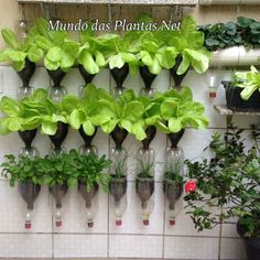 there are many plants growing in vases on the wall next to each other,