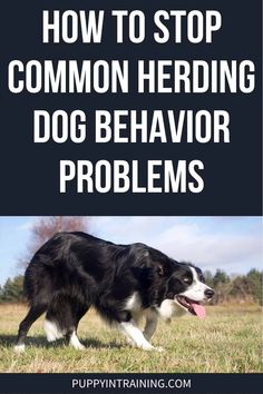 a black and white dog running across a field with the words how to stop common herding dog behavior problems