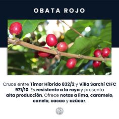 an image of coffee beans growing on a tree with the caption'obata rojo '