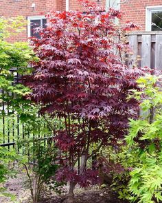 a small tree in the middle of some bushes and trees with red leaves on them