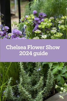 the chelsea flower show is in full bloom, and it's next to some purple flowers