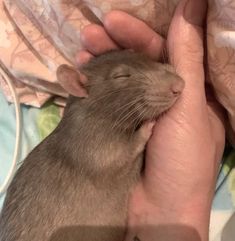 a person holding a small rodent in their hand while it is being petted