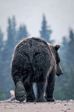 a large brown bear walking across a dirt field next to trees and forest in the background