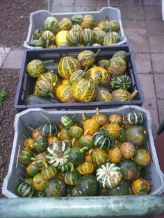 three bins filled with watermelons and squash