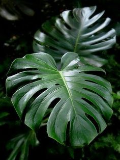 a large green leaf sitting on top of a lush green forest