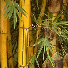 bamboo trees with green leaves and yellow poles in the background that have black circles on them