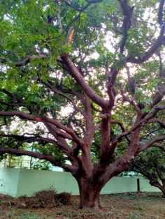 a large tree with lots of leaves on it's branches in front of a white wall