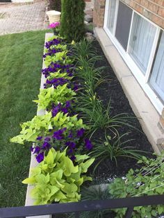 some purple and green plants in front of a house