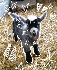 a baby goat standing on top of dry grass