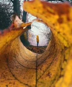 a person standing in the middle of a leaf filled forest, looking at their reflection