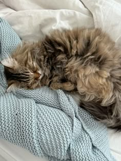 a fluffy cat sleeping on top of a bed next to a blue blanket and pillows