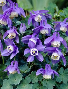 purple and white flowers with green leaves in the background