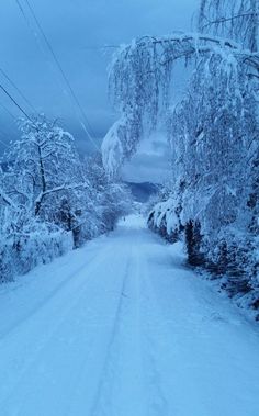 a snow covered road with trees and power lines