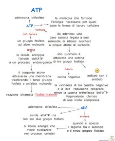 a diagram with the words atp in different languages