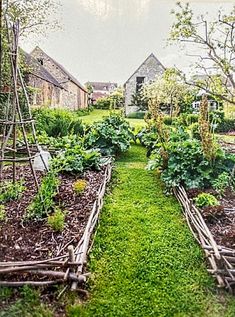 the garden is full of different types of vegetables