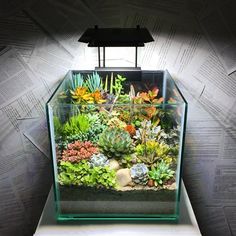 a fish tank filled with lots of plants