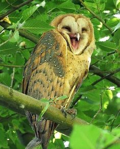 an owl with its mouth open sitting on a branch