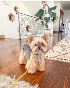 a small dog is standing on the floor with a leash in its mouth and looking at the camera