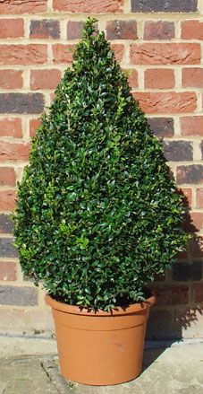 a potted plant sitting next to a brick wall