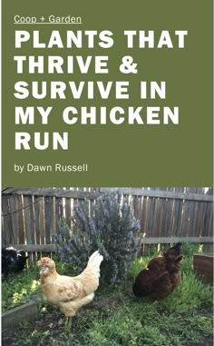 the cover of plants that survive and survive in my chicken run, with chickens walking around