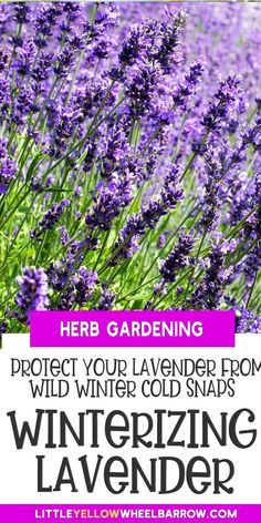 lavender flowers with the title herb gardening protect your lavender from wild winter cold snaps