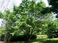 a large green tree sitting in the middle of a park