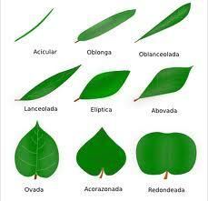 the different types of green leaves