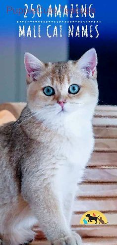 a cat sitting on top of a wooden floor next to a blue sky and text that reads pup 250 amazing male cat names