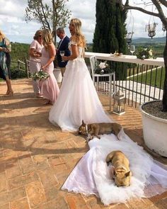 the bride and groom are walking their dogs down the aisle