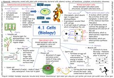 the diagram shows how cells are made and what they can be used to help them