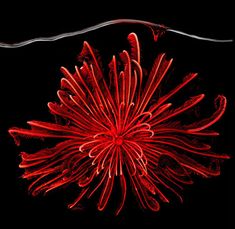 an image of a red flower on a black background