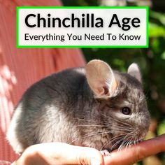 a person holding a small animal in their hand with the caption chinchilla age everything you need to know