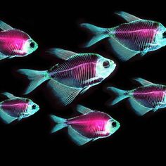 a group of fish that are glow in the dark with pink and blue lights on them