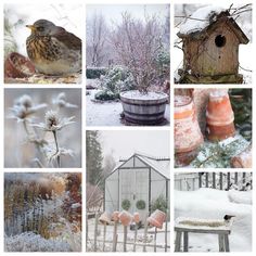 a collage of pictures with birds and flowers in the snow, including a birdhouse