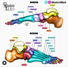 the anatomy of an animal's foot, including bones and tendils in different colors