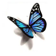 a blue and black butterfly on a white background