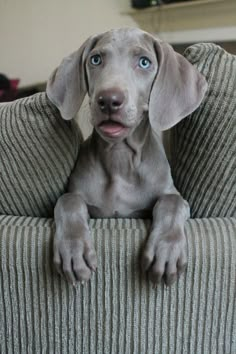 a gray dog sitting on top of a couch