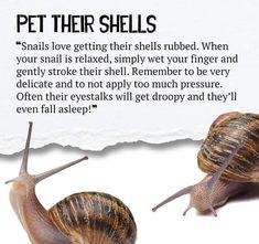 there are two snails that are next to each other on a piece of paper with the caption pet their shells