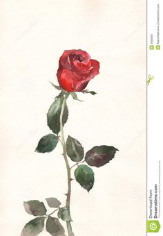 a watercolor painting of a single red rose