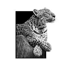 a black and white photo of a cheetah sitting on top of a wooden post