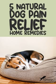 Natural Dog Pain Relief Home Remedies Dog Pain Relief Remedies, What Can I Give My Dog For Pain, Anti Inflammation For Dogs, Remedies For Arthritic Dogs, Diy Dog Treats For Joints, Tylenol For Dogs, Dog Skin Irritation Remedies, Constipation Relief For Dogs, Sick Dog Remedies