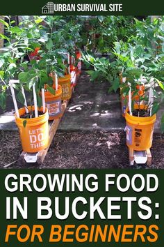 growing food in buckets for beginners