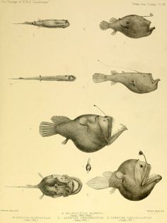 this is an illustration of different types of fish