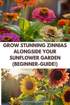 sunflowers growing in the garden with text overlay that reads grow stunning zinnas alongside your sunflower garden beginner - guide