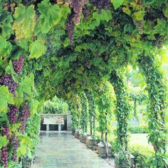 a painting of a walkway covered in vines and potted plants next to a bench