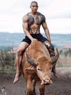 a man riding on the back of a cow