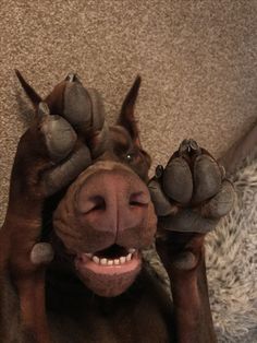 a brown dog with his paws up on the floor and smiling at the camera while laying down